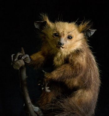 Media type: image;   Mammalogy 14647